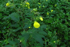 Calceolaria mexicana